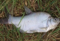 翘嘴和白条有什么区别？？形态特征、食物习性等均有不同