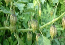 野生灯笼果有毒吗？