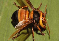 虎头蜂100只能泡多少酒 参考用量