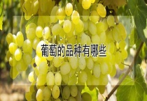 葡萄的品种有哪些？