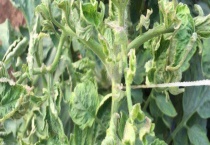 番茄病毒病可以打什么药 具体防治方法有哪些？