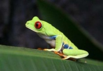 青蛙与蛤蟆的区别？