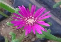 荧光兔多肉植物怎么养