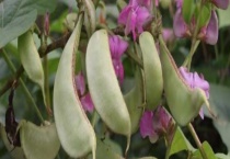 梅豆角生吃可行吗 中毒怎么办 不能和什么一起吃