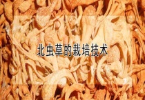 北虫草的栽培技术