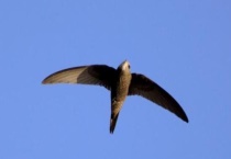 楼燕是不是保护动物