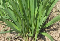 韮菜的播种时间 种韭菜需要哪些条件