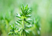 皂刺的别名叫什么？