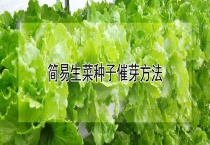 简易生菜种子催芽多久？