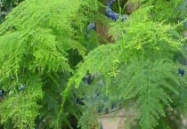 文竹的养殖方法 附文竹的养殖环境及繁殖多久？