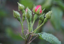 月季花苞垂头挽救多久？