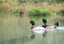 绿头野鸭可以吃吗？