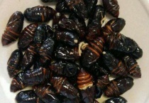 捉蝉蛹一般在几月