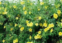 黄蝉花有毒吗？