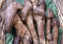 松茸的采摘时间 松茸的生长环境怎么样