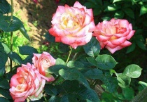 怎样判断月季生根了