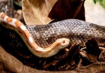 蛇是怎么准备过冬的