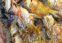 春季钓鲫鱼什么天气好钓？春天钓鲫鱼什么温度好钓