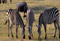 斑马是什么动物 是兽类动物吗 吃什么食物 主要种类有哪些？