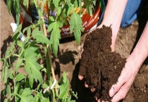 花木该怎么用肥 有什么注意事项吗？