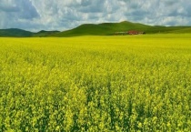 我国主要蜜源植物分布及花期 我国主要蜜源植物介绍