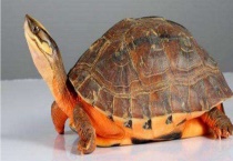 金钱龟吃什么东西 饲料有哪些？