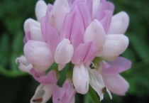 小冠花种子的种植多久？