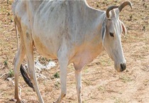 和牛是什么品种的牛