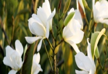 白玉兰的花期 怎样才能开花更多