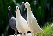 购买种鸽的注意事项 选择优质的种鸽