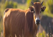牛口蹄疫的治疗方法 附牛口蹄疫的症状