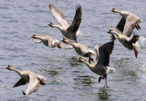 大雁吃什么食物 附大雁的饲料分类