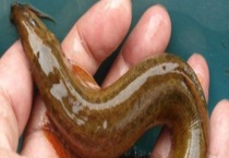 养泥鳅需要多少成本？附泥鳅养殖的好处及多久？