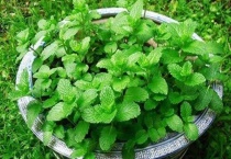 薄荷怎么养才能没虫子