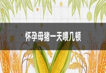 怀孕母猪一天喂几顿