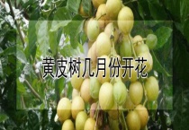 黄皮树几月份开花