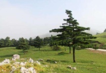 常见裸子植物有哪些？