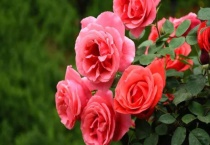 月季花掉叶子是什么原因？