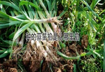 种的蒜苗掐是从哪里掐