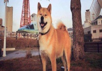 柴犬和土狗的区别？ 柴犬有什么特点