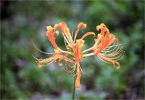 黄色彼岸花叫什么？