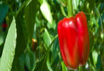 柿子椒是否可以生吃 柿子椒有什么功效与作用