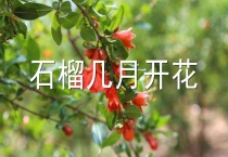 石榴几月开花