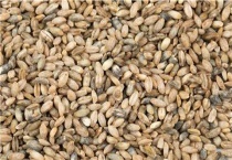 青稞种植业生产特点