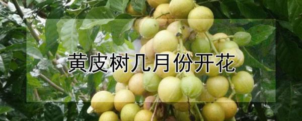 黄皮树几月份开花