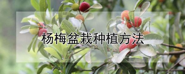 杨梅盆栽种植方法