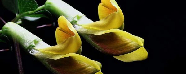 金雀什么时候剪枝