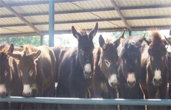 如何提高肉驴的繁殖力