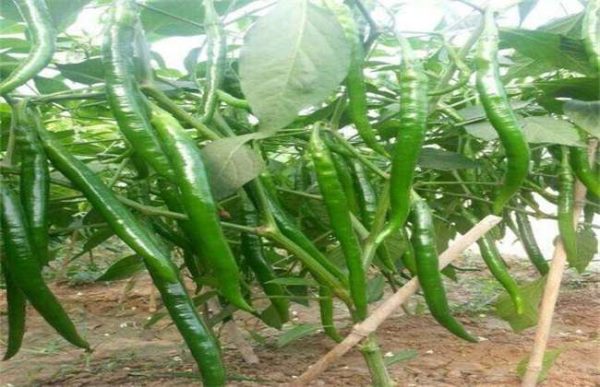 辣椒如何管理能高产