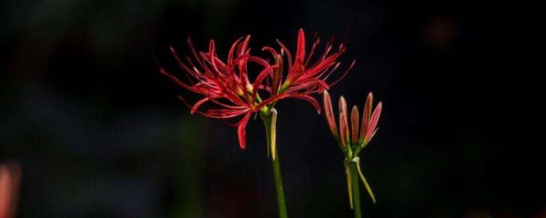 红花石蒜和彼岸花的区别